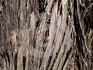 Tree Bark, harsh light