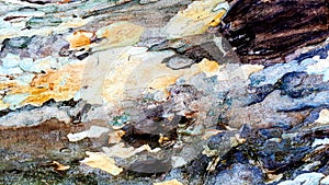 Tree bark, highlights its semi-smooth texture and vivid colors, it seems to be a watercolor painting