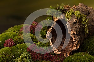 Tree bark with hole