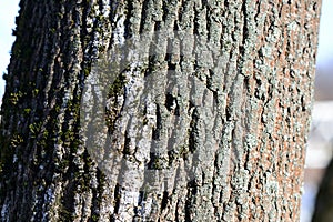 Tree bark illuminated by the sun texture background