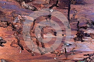 tree bark from the inside