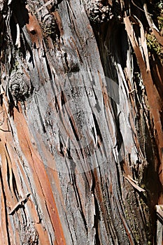 Tree bark with interesting texture as it peels