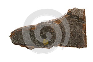 Tree bark isolated on white background