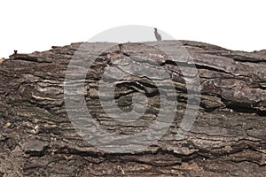 Tree bark isolated on white background