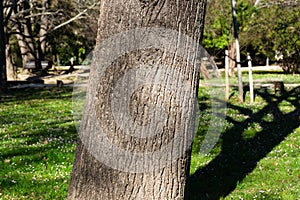 Tree bark with its shadow on green background