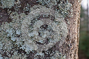 Tree Bark with Layers of Lichens