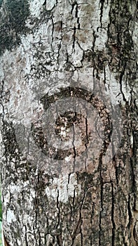 Tree Bark layers of wood with dry moss