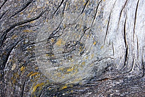 Tree bark and lichen