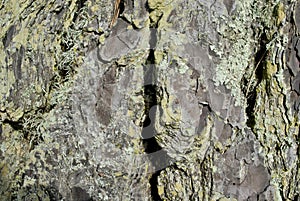 Tree Bark and Lichen Close Up
