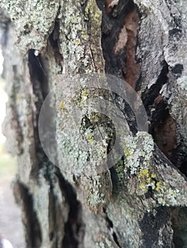 Tree bark with lichen closeup