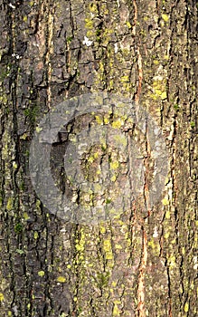 Tree bark with lichen