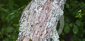 Tree bark with lichen. Nature in a wild forest