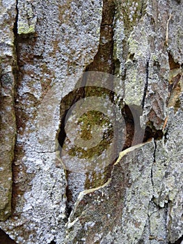 Tree bark