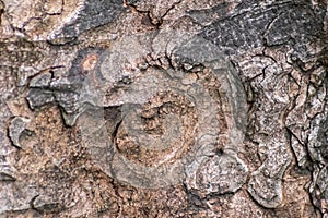 Tree bark macro with fine natural structures and rough tree bark as natural and ecological background shows a beautiful wooden