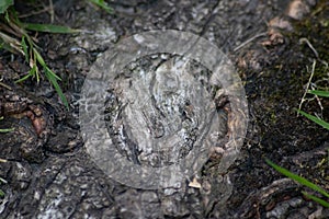 Tree bark macro with fine natural structures and rough tree bark as natural and ecological background shows a beautiful wooden