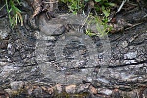 Tree bark macro with fine natural structures and rough tree bark as natural and ecological background shows a beautiful wooden