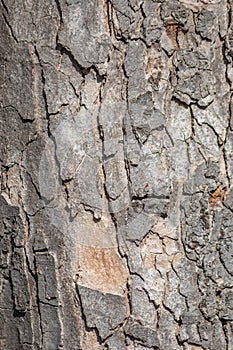 Tree bark macro with fine natural structures and rough tree bark as natural and ecological background shows a beautiful wooden