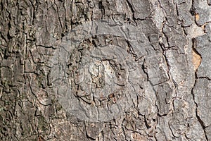 Tree bark macro with fine natural structures and rough tree bark as natural and ecological background shows a beautiful wooden