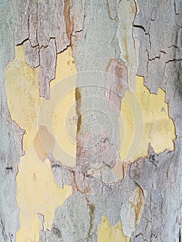 Tree bark