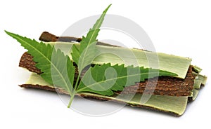 Tree bark of Medicinal Neem with leaves