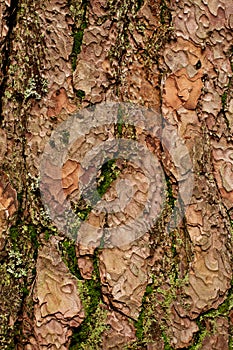 Tree Bark with Moss