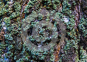 Tree bark with moss