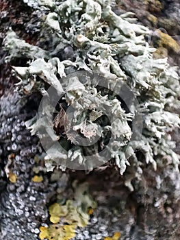 Tree Bark Moss Background Macro Forest Grey Texture