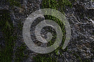 Tree bark moss mold