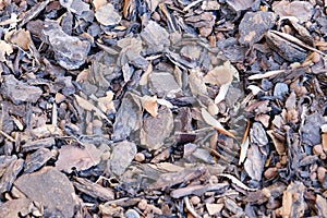 Tree bark mulch texture, outdoor, background, chestnut wood chips for ground bedding in the garden.