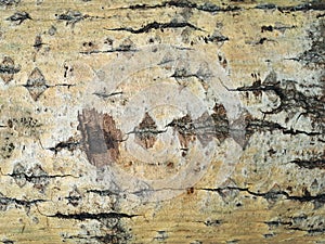 Tree bark. Natural background