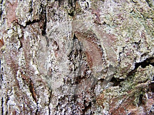 Tree bark natural background texture close up
