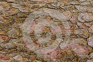 Tree bark natural background texture