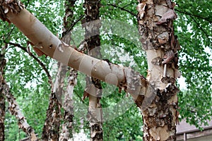 Tree Bark Nature Detail