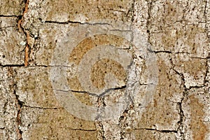 Tree bark