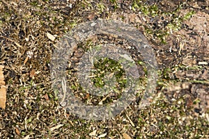 Tree bark overgrown with green moss