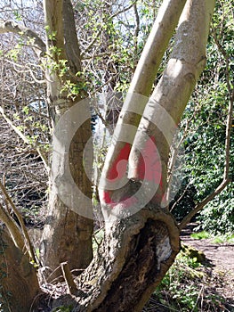 Tree bark painted red in spring time