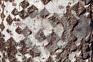 Tree bark pattern