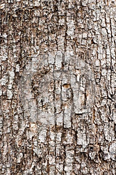 Tree bark pattern