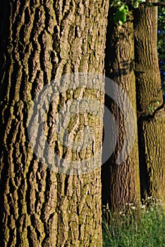 Un árbol corteza patrón 