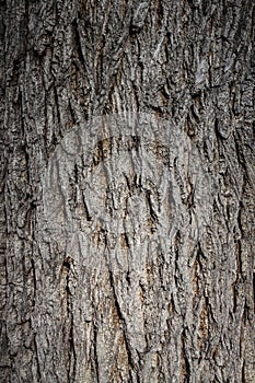 a tree bark pattern