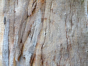 Tree Bark Pattern