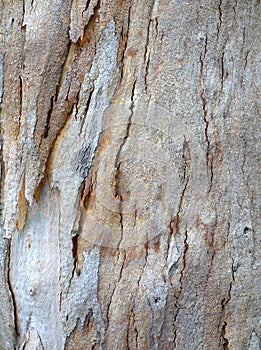 Tree Bark Pattern