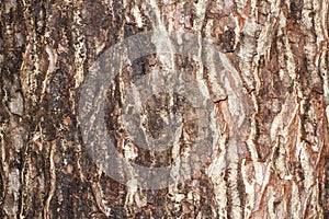 Tree bark pattern background