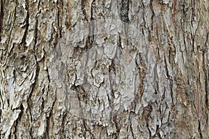 Tree bark pattern background. The bark of a large tree.