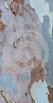 Tree bark pattern background of Eucalyptus Tree