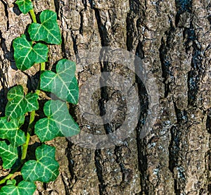 Tree bark pattern with ivy growing on the tree trunk a macro closeup forest nature background