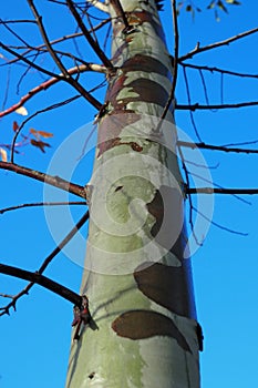 Tree bark pattern on sycamore tree