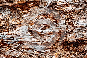 Tree Bark pattern texture background, Close Up of Bark Inner Tree Stump. Old tree bark trunk