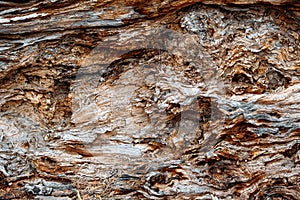 Tree Bark pattern texture background, Close Up of Bark Inner Tree Stump. Old tree bark trunk
