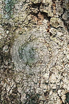 Tree bark pattern texture background, Old wood cracked texture b